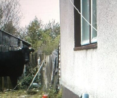 Black cow standing beside a weathered wooden fence and farmhouse in a traditional Polish village